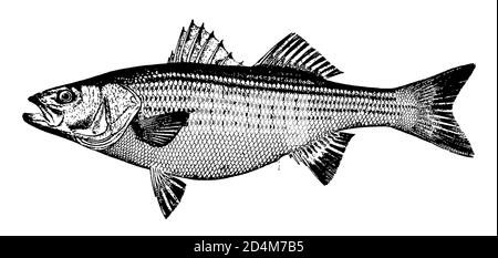 Vintage-Illustration eines Barschfisches (isoliert auf Weiß). Veröffentlicht in Systematischer Bilder-Atlas zum Conversations-Lexikon, Ikonographische Encyklopa Stockfoto