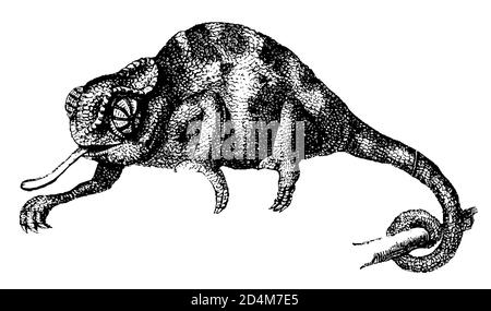 Antike Illustration eines Chamäleons (isoliert auf Weiß). Veröffentlicht in Systematischer Bilder-Atlas zum Conversations-Lexikon, Ikonographische Encyklopa Stockfoto