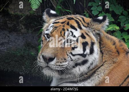 Nahaufnahme Profilportrait eines alten sibirischen Tigers (Amur Tiger, Panthera tigris altaica) mit Blick auf die Kamera, hoher Winkel, Seitenansicht Stockfoto