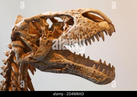 Nahaufnahme Replik Skelettkopf von Tyrannosaurus rex oder T rex, mit offenem Mund voller Zähne, Profil, Seitenansicht Stockfoto