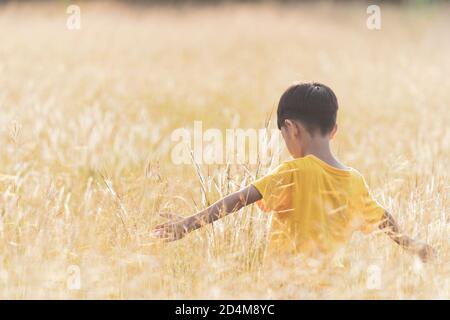 Glücklich asiatische Kind im Gras auf dem Feld stehen. Kleines Kind pflückt blühendes Gras im Freien in der Natur. Stockfoto