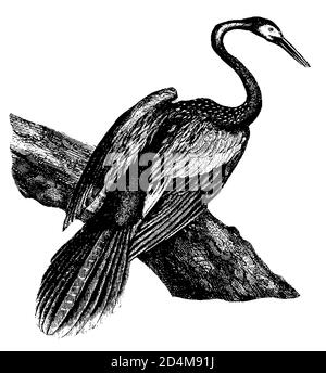 Antike Illustration eines Anhinga-Vogels aus dem 19. Jahrhundert (isoliert auf Weiß). Veröffentlicht in Systematischer Bilder-Atlas zum Conversations-Lexikon, Ikonogra Stockfoto