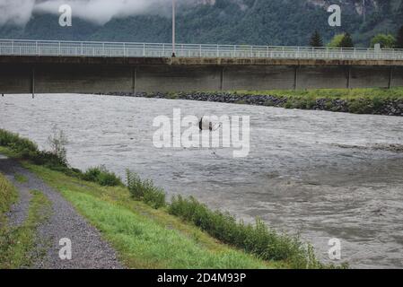 Überschwemmt rhein in Liechtenstein und der Schweiz nach ein paar Schwere Regentage 30.8.2020 Stockfoto