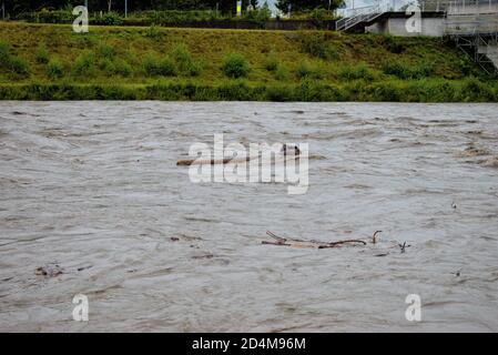 Überschwemmt rhein in Liechtenstein und der Schweiz nach ein paar Schwere Regentage 30.8.2020 Stockfoto