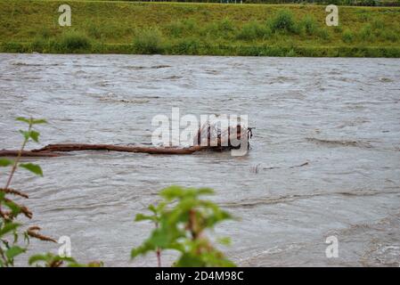 Überschwemmt rhein in Liechtenstein und der Schweiz nach ein paar Schwere Regentage 30.8.2020 Stockfoto