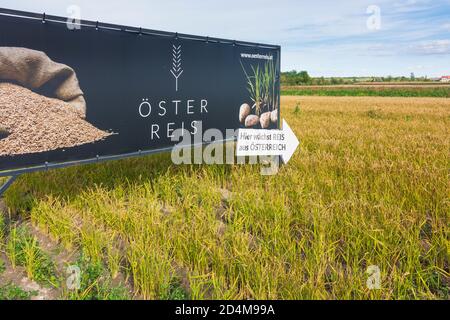 : Reisfeld, Plakatwand Reis 'Österreis' in Weinviertel, Niederösterreich, Niederösterreich, Österreich Stockfoto