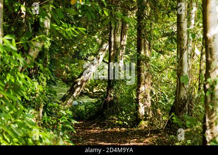 English woodland scene in early autumn Stockfoto