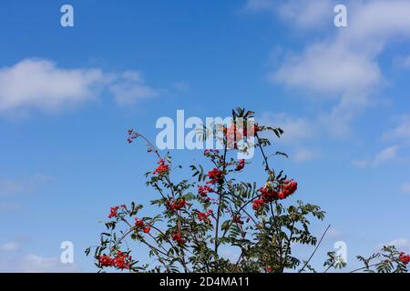 Sorbus aucuparia, Rowan Baum Blätter und Beeren gegen einen blauen Himmel, Großbritannien Stockfoto