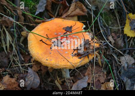 Giftige Amanita Muscaria Pilze wachsen in einem Herbstwald auf. Stockfoto