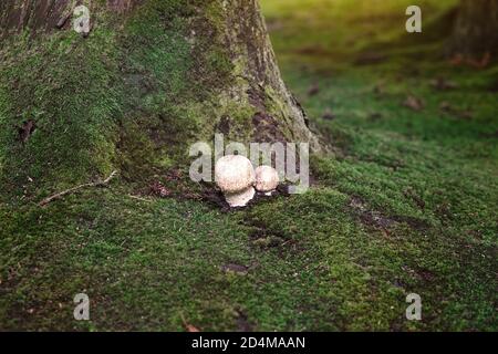 Zwei wilde Pilze wachsen auf moosigen Bäumen in einem Wald im Golden Gate Park, San Francisco, Kalifornien, USA Stockfoto