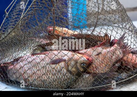 Frisch gefangener Fisch in Metallfalle. Guter Fang eines Fischers. Nahaufnahme. Stockfoto