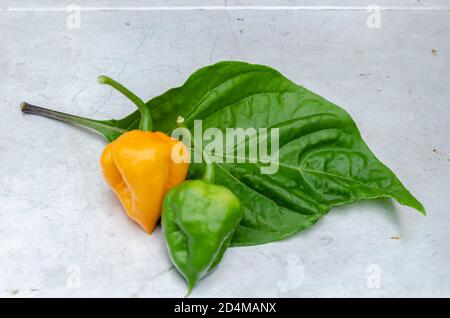 Heiße Paprika Auf Blatt Stockfoto