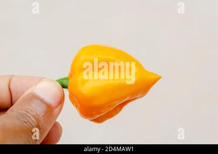 Halten SIE EINEN Scotch Bonnet Pepper an seinem Stem Stockfoto