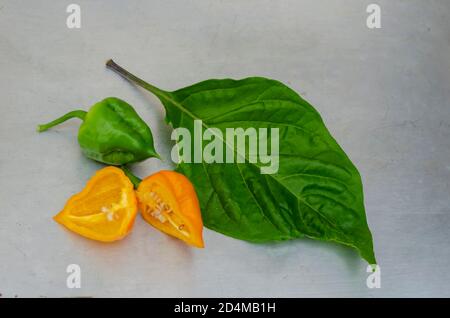 Reife Und Unreife Scotch Bonnet Paprika Neben Blatt Stockfoto