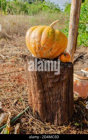 Gelbe reif Calabaza Kürbis auf Holz Stockfoto