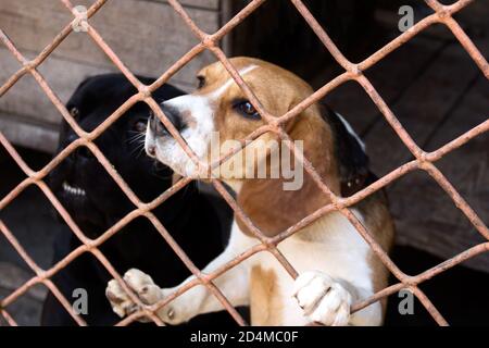 Zwei Vollbluthunde beagle und Stock corso in einem Käfig in einem Tierheim. Ein Foto. Stockfoto