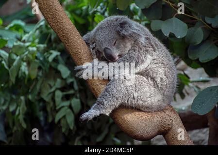 Koala Bär im Edinburgh Zoo. Stockfoto