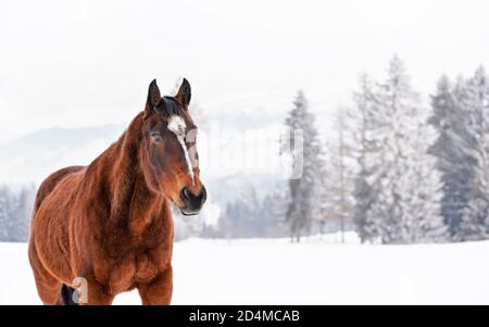 Braunes Pferd mit weißem Fleck auf dem Kopf, Spaziergänge über schneebedecktes Feld im Winter, verwischte Bäume Hintergrund Stockfoto