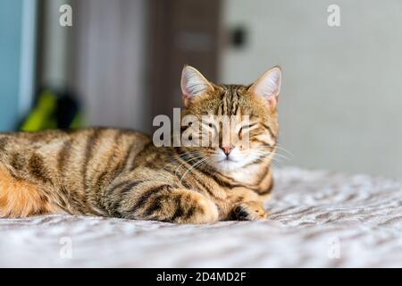 Nahaufnahme einer niedlichen Bengalkatze, die auf dem Bett liegt Unter den Lichtern mit einem verschwommenen Hintergrund Stockfoto