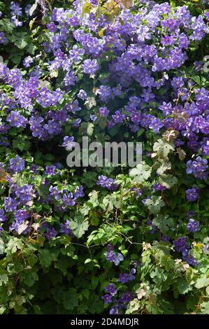 Lila Klettern lila Clematis Blumen auch als italienisches Leder bekannt Blume mit grünen Blättern Stockfoto