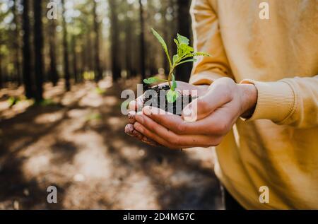 Nahaufnahme der männlichen kaukasischen Hände, die die Pflanze im Boden halten Stockfoto