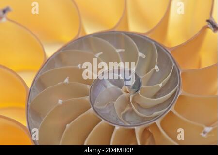 Detailreiches Foto einer halbierten hinterleuchteten Schale einer Kammer nautilus (Nautilus pompilius) Stockfoto