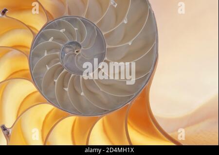 Detailreiches Foto einer halbierten hinterleuchteten Schale einer Kammer nautilus (Nautilus pompilius) Stockfoto