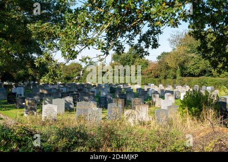 Grabsteine, Grabsteine auf dem Friedhof der St. Mary the Virgin Kirche in Hawkwell, Rochford, in der Nähe von Southend, Essex, Großbritannien. Anzahl der Gräber Stockfoto