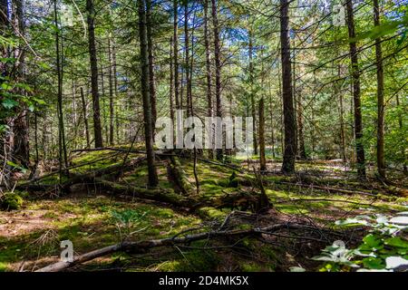 Laurentians Parks und Naturschutzgebieten Stockfoto