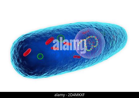 Illustration von Pasteurella multocida, einem gramnegativen, nicht-motilen, penicillin-empfindlichen Coccobacillus, der zur Familie der Pasteurellaceae gehört. Pasteuu Stockfoto