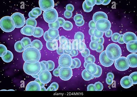 Illustration von Staphylococcus epidermidis Bakterien. Staphylococcus epidermidis ist Teil der normalen menschlichen Hautflora (commensal). Es kann auch gefunden werden ich Stockfoto