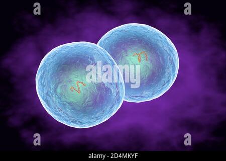Illustration von Staphylococcus epidermidis Bakterien. Staphylococcus epidermidis ist Teil der normalen menschlichen Hautflora (commensal). Es kann auch gefunden werden ich Stockfoto