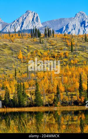 Eine wunderschöne Herbstszene der bunten Blätter entlang der Ufer auf dem Singrin Ridge, der sich in den Gewässern von Talbot spiegelt see im Jasper National Park in Stockfoto