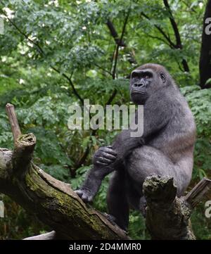 Nahaufnahme eines Gorillas, der auf einem Ast sitzt Stockfoto