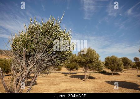 Bio-Olivenhain in Griechenland, koroneiki Stockfoto