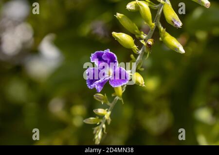Kleine und schöne violette Blume in unserem Garten mit Grün Hintergrund Stockfoto