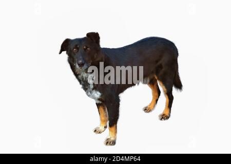 Reinrassige obdachlosen Hund schwarz Farbe isolieren auf weißem Hintergrund. Stockfoto