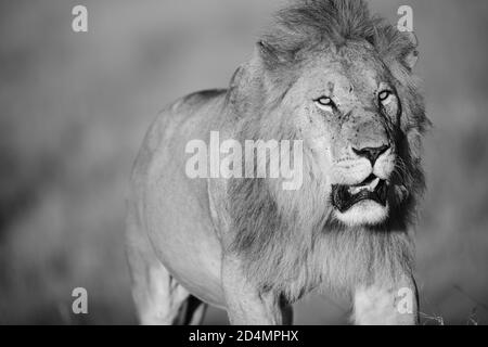 Löwe (Panthera leo) in der Masaai Mara von Kenia Stockfoto