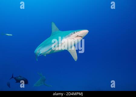 Sandbarenhai, Carcharhinus plumbeus, mit parasitären Copepoden auf Schnauze und hinter dem Auge, Honokohau, Nord Kona, Hawaii ( die große Insel ), USA Stockfoto