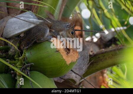 Eichhörnchen auf der Suche nach Nahrung bei einer Kokosnusspflanze in unserem Garten Stockfoto