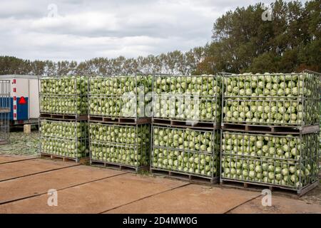 Anbau und Ernte von Spitzkohl auf dem Nord-Holland-Ton in den Niederlanden, ein typisches holländisches Produkt Stockfoto