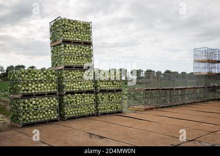 Anbau und Ernte von Spitzkohl auf dem Nord-Holland-Ton in den Niederlanden, ein typisches holländisches Produkt Stockfoto