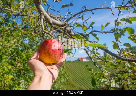 Mans Hand pflücken einen reifen Apfel aus dem Baum während der Ernte und Weinberge entlang der südsteirischen Weinstraße, Österreich, im Hintergrund Stockfoto