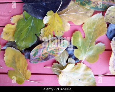 Gelbe Herbstblätter auf dem roten Holztisch. Maulbeere und Apfelbaum Blätter. Stockfoto