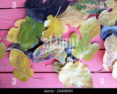 Gelbe Herbstblätter auf dem roten Holztisch. Maulbeere und Apfelbaum Blätter. Stockfoto