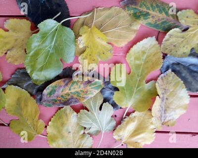 Gelbe Herbstblätter auf dem roten Holztisch. Maulbeere und Apfelbaum Blätter. Stockfoto