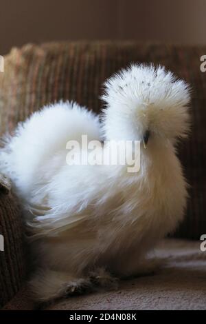 Ein weißes Seiden-Huhn. Stockfoto