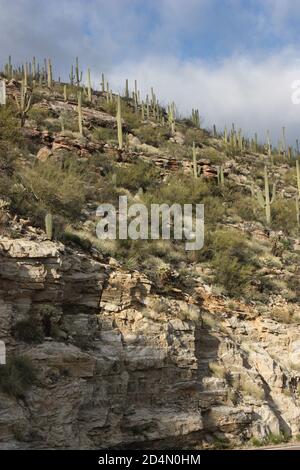 Sonoran Wüste Berghänge mit Saquaro Kaktus unter einem Dramatisch erleuchteter Himmel Stockfoto