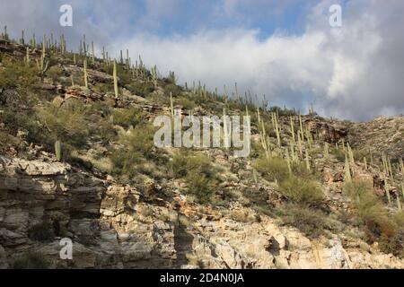 Sonoran Wüste Berghänge mit Saquaro Kaktus unter einem Dramatisch erleuchteter Himmel Stockfoto