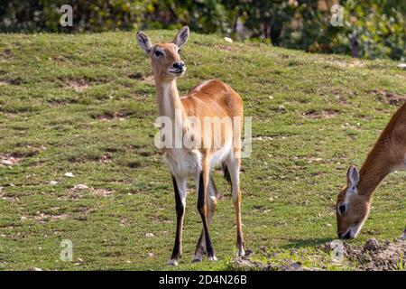 Ein Impala (Aepyceros melampus) steht auf dem Feld Stockfoto